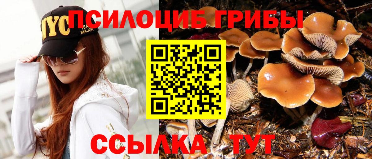 Псилоцибиновые грибы Psilocybe Сыктывкар